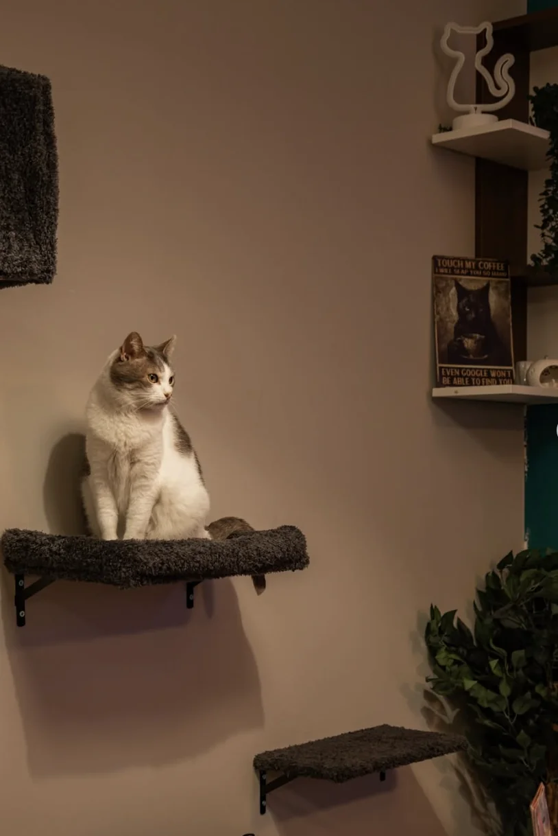 Uno dei gatti di Caffelino su una mensola a muro